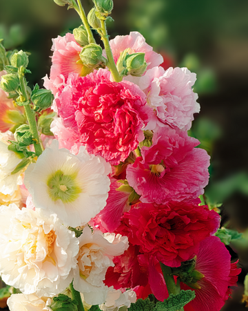 Graines de rose trémière Chater Double Mixed (Alcea rosea) – mélange bisannuel