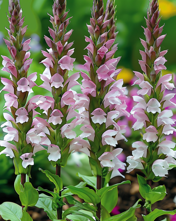 Bereklauw zaden (Acanthus mollis) – meerjarige bloem
