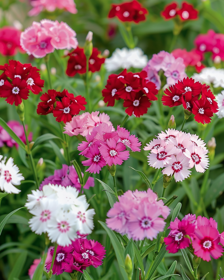 Nasiona goździka brodatego o pojedynczych kwiatach w mieszance (Dianthus barbatus) – dwuletni kwiat