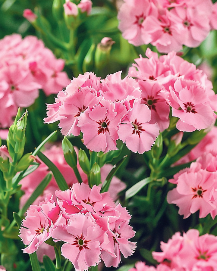 Żrieragħ Sweet William Pink Beauty (Dianthus barbatus) – fjura biennali
