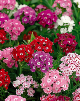Żrieragħ Sweet William Dianthus Barbatus Fjuri Doppji Imħallta Biennali