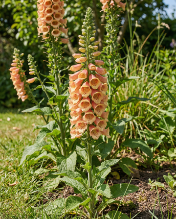 Peach F1 (Digitalis dalmatian) – toårige frø fra SeedsChoice