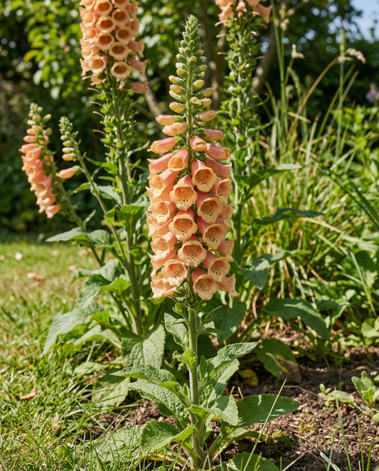 Peach F1 (Digitalis dalmatian) – sementes bienais da SeedsChoice
