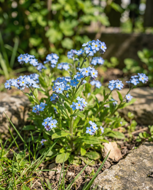 Forget Me Not Blue (Myosotis alpestris) – biennial flower seeds from SeedsChoice