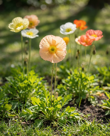 Island Poppy Mixed Colours (Papaver nudicaule) – zweijährige Blumensamen von SeedsChoice