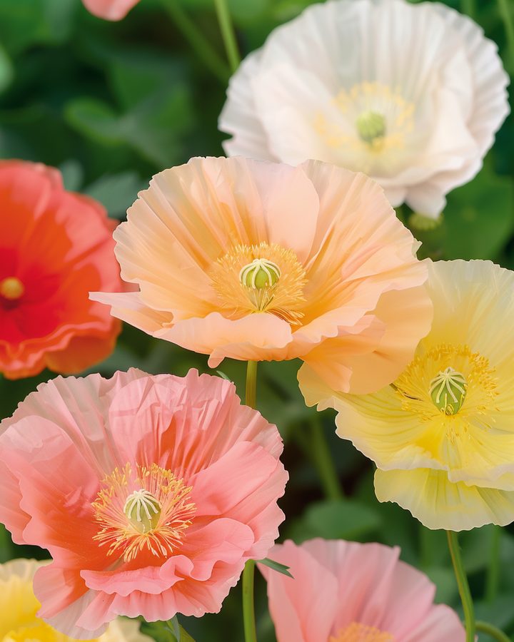 Island Poppy Mixed Colours Samen (Papaver nudicaule) – zweijährige Blume