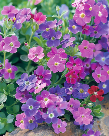 Aubrietia-blanding frø (Aubrieta hybrida) – flerårig plante