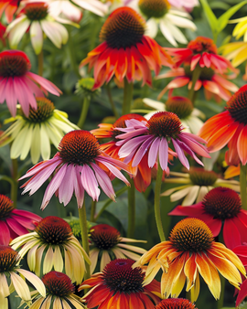 Solhatfrø Cheyenne Spirit Echinacea hybrida staude blanding