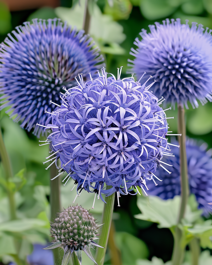Globe Thistle Blue seeds (Echinops ritro) – perennial