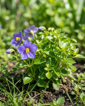 Vjola Persjana Midget Blue (Exacum affine) – żerriegħ tal-fjuri annwali minn SeedsChoice
