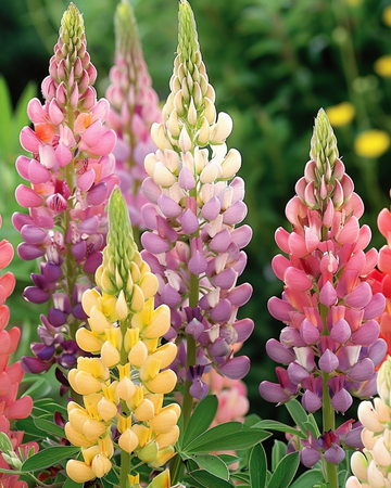 Lupine Minarette frø (Lupinus polyphyllus) – flerårig
