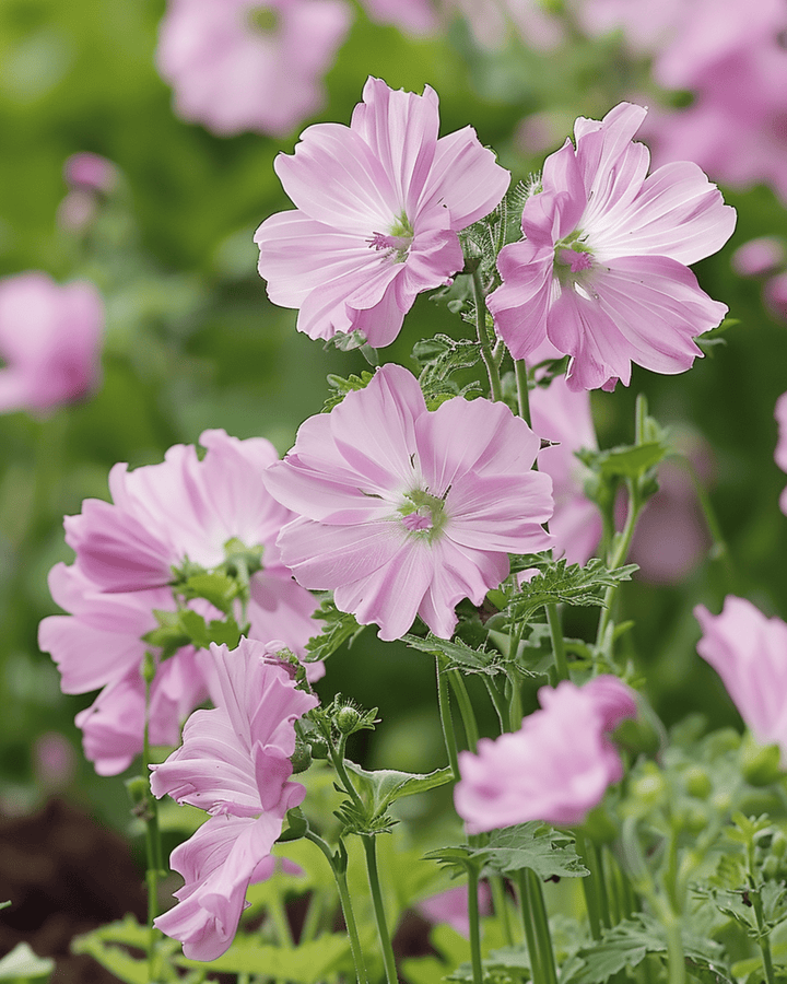 Moskuskatost frø (Malva moschata) – flerårig blomst