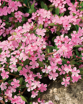 Żerriegħa Saponaria tal-blat Saponaria Ocymoides Fjura Perenni