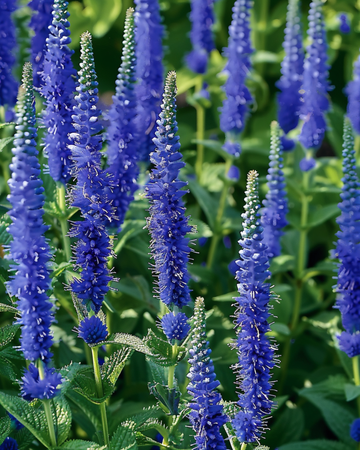 Speedwell Blue Bouquet seeds (Veronica spicata) – perennial flower