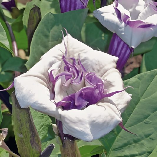 Mix Volle Sonne 40 cm Wuchshöhe – einjährige Blumensamen von SeedsChoice