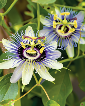 Passiflora Caerulea frø passionsblomst flerårig klatreplante