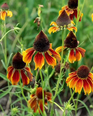 Mexican Hat Plant seeds (Ratibida columnifera) – annual flower