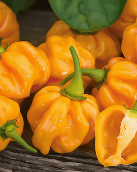 Habanero peberfrø Capsicum chinense etårig orange sort