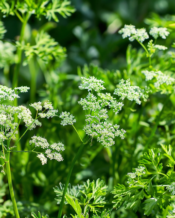 Semi di anice (Pimpinella anisum) – erba annuale