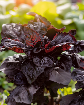 Semillas de albahaca dulce Red Lizzy Ocimum Basilicum anual