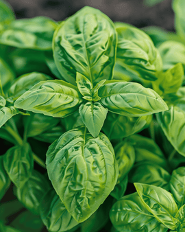 Sweet Basil Seeds Ocimum Basilicum Annual Large Leaved Variety