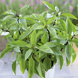 Semi di basilico Siam Queen Ocimum basilicum erba annuale
