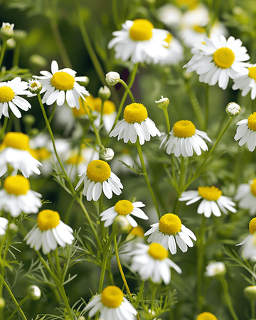 Kamillefrø (Matricaria chamomilla) – etårig urt