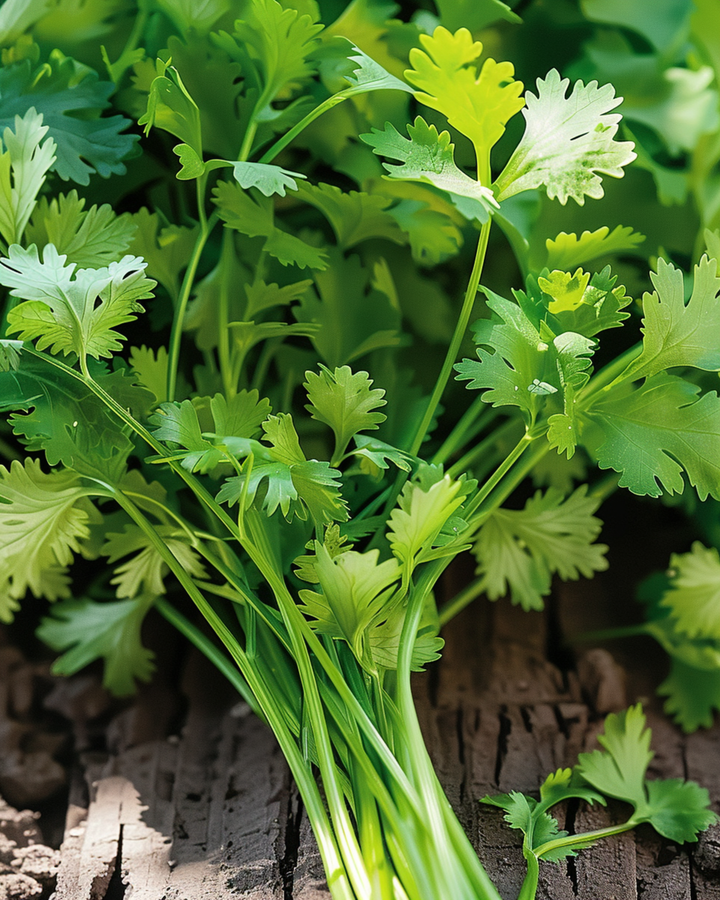 Koriander storsåddig frön (Coriandrum sativum) – ettårig ört