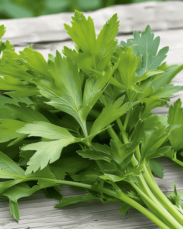 Nasiona lubczyku (Levisticum officinale) – wieloletnie zioło