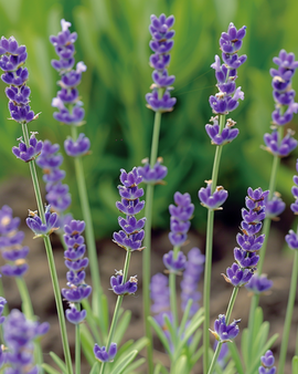 Semi di lavanda comune Lavandula angustifolia erba perenne