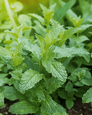 Sementes de hortelã-pimenta (Mentha piperita) – erva perene