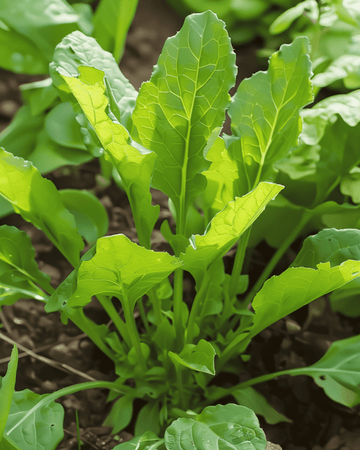 Sementes de azeda de folha larga (Rumex acetosa) – erva perene