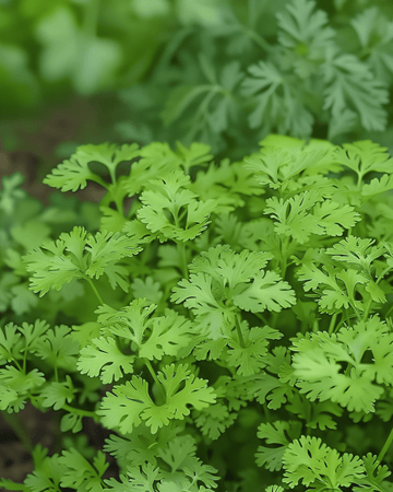 Graines de cerfeuil frisé fin (Anthriscus cerefolium) – herbe aromatique annuelle