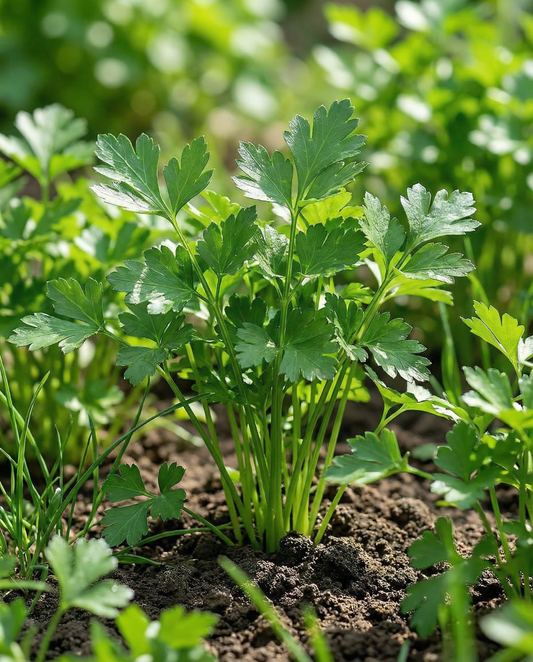 Petersilie Amsterdamse Snij (Petroselinum crispum) – zweijährige Kräutersamen von SeedsChoice