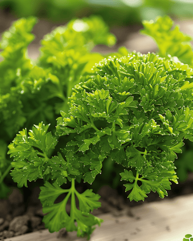 Graines de persil Bravour (Petroselinum crispum) – herbe aromatique bisannuelle