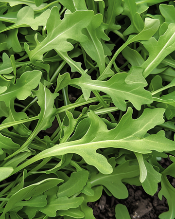 Graines de roquette sauvage (Diplotaxis tenuifolia) – légume annuel