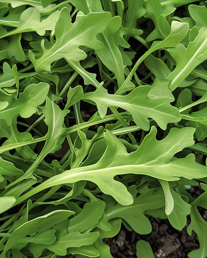 Graines de roquette sauvage (Diplotaxis tenuifolia) – légume annuel