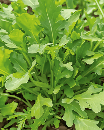 Rucola Salat Wildfire Samen (Diplotaxis tenuifolia) – einjähriges Gemüse