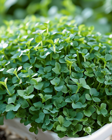 Broad Leaved Cress seeds (Lepidium sativum) – annual vegetable