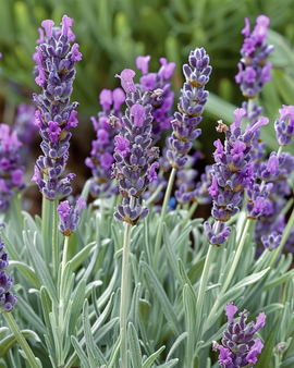 Frø til fransk lavendel Lavandula Stoechas enårig blomst