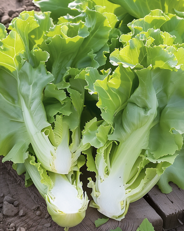 Żrieragħ tal-Endive Broadleaved Winter (Cichorium endivia) – ħaxix annwali