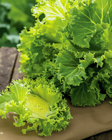 Graines d'endive frisée White (Cichorium endivia) – légume annuel