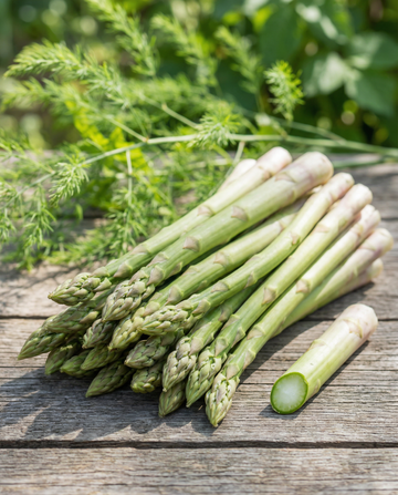 Early Argenteuil (Asparagus officinalis) – flerårige frø fra SeedsChoice