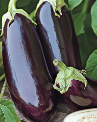 Aubergine Violetta Lunga 2 Samen (Solanum melongena) – einjähriges Gemüse