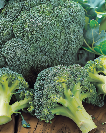 Broccoli Calabrese Natalino seeds (Brassica oleracea) – annual vegetable