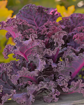 Kruset grønkål Scarlet frø Brassica oleracea – etårig grønsagssort