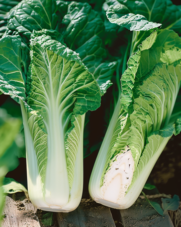 Chinakohl Granaat Michihli Samen (Brassica pekinensis) – einjähriges Gemüse