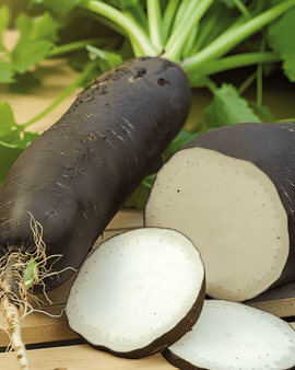 Winter Radish Seeds Noir Long Poids D Horloge Raphanus Sativus Annual
