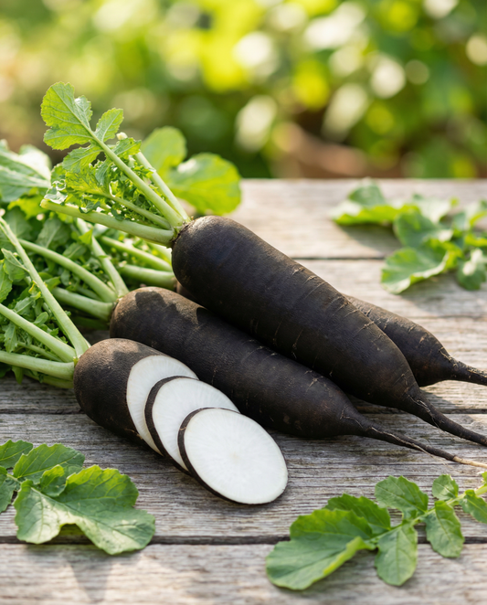 Ravanell tax-Xitwa Noir Long Poids D Horloge (Raphanus sativus) – żerriegħa tal-ħaxix annwali minn SeedsChoice