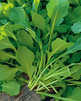 Raketsalatfrø Eruca sativa enårig